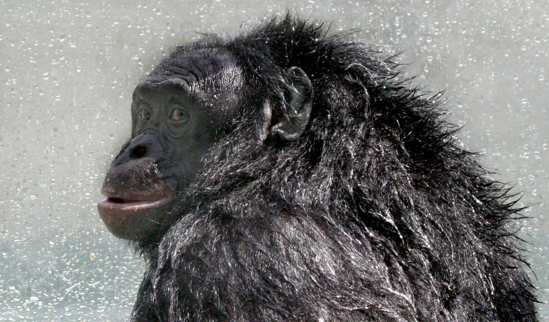 Profile portrait of Kanzi in 2005, after a shower.